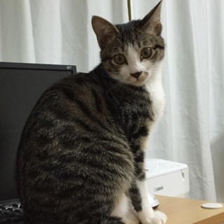 【募集一時停止中】奇跡のジェリーちゃん