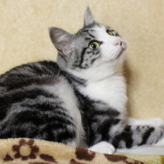 人が怖い女の子の心を溶かしてあげてください！