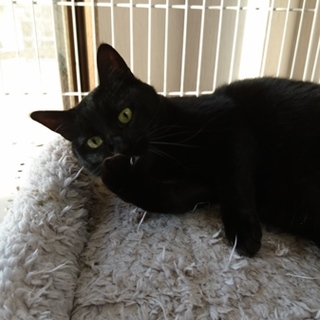 クールだけどスリスリが大好き。甘えたチョコくん。