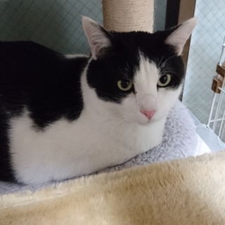 人見知りで臆病だけど甘えたなレイくん。