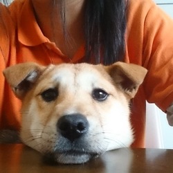 セブンデイズ譲渡相談会