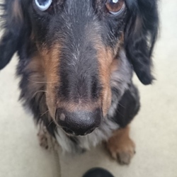 セブンデイズ譲渡相談会