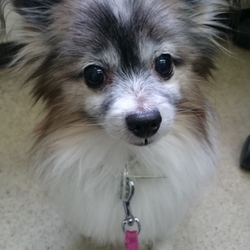 セブンデイズ譲渡相談会