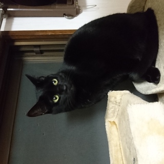 人見知りせず大人しく甘えたなミルクくん