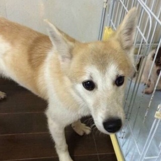 「月見」かなりの怖がり、でも人は好き！