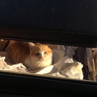 可愛い子猫です！