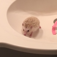 テルー