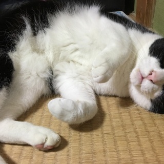 八割れネコ オス！