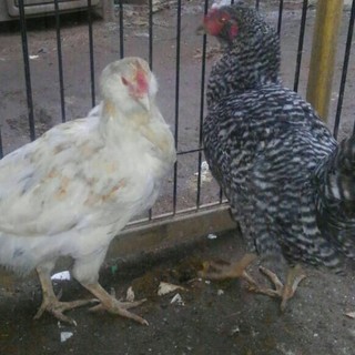 急募　にわとり里親募集
