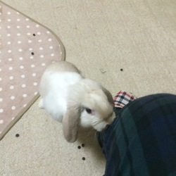 手からペレット