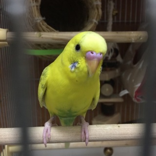 姉の代役ですが、一旦停止します