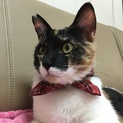抱っこ大好き♡甘えん坊の三毛猫
