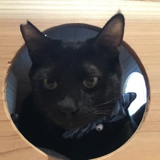 生意気なお顔がかわいい♡黒猫