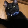 生意気なお顔がかわいい♡黒猫 サムネイル2