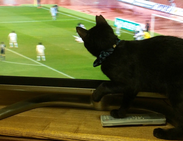 生意気なお顔がかわいい♡黒猫 サムネイル3