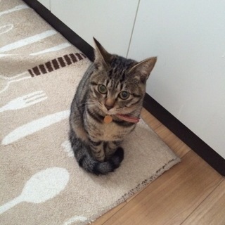 応募多数の為、停止中☆可愛い女の子★生後８ケ月