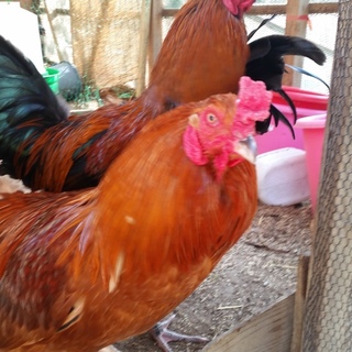 大和地鶏雄３羽里親さん募集！