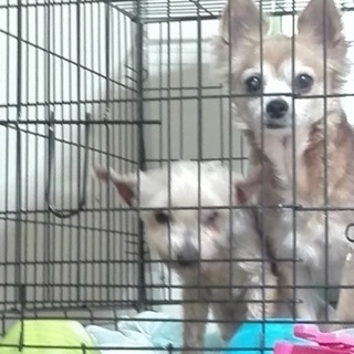 至急お願いします