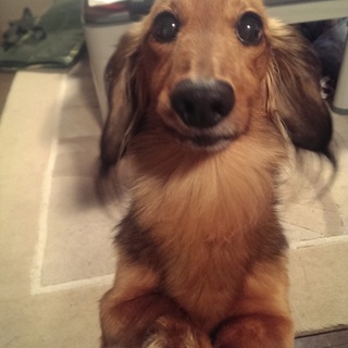 【再】急募 Mダックス♂里親様