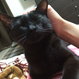 里親募集致します(*^^*)