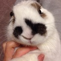 うさぎさんの募集