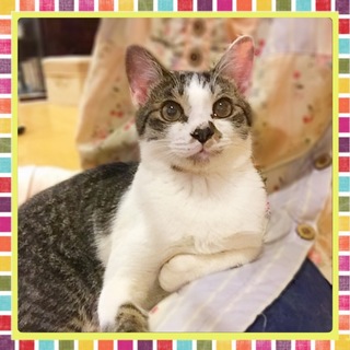 白キジ男の子　先住猫・犬がいるお宅もOKです