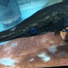 アリゲーターガー里親募集 サムネイル2