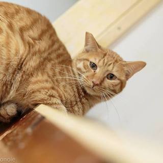 茶トラ　♂　とても穏やかな　茶々丸