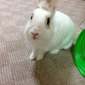 ミニウサギちゃん、2歳です(^^)