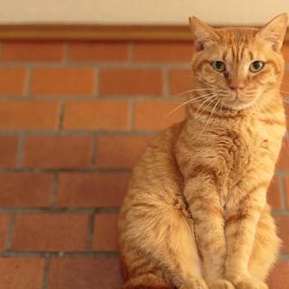 茶トラ　の　ムサシ君