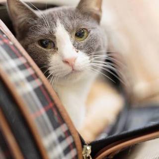 きれいな　ハイジちゃん