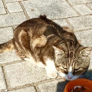 アメショmix？綺麗な柄のチャーシューくん♡