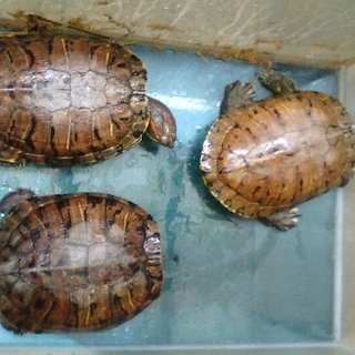 ミドリガメの里親募集します！