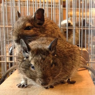 デグーの兄妹の里親様募集致します。
