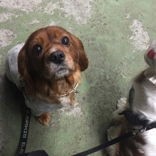 キャバリア　カレン　ルビー　甘えん坊な女の子　8歳