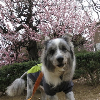 ボーダーコリー♂オスカー　家族募集中！！