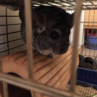 急募！チンチラの里親になってください。