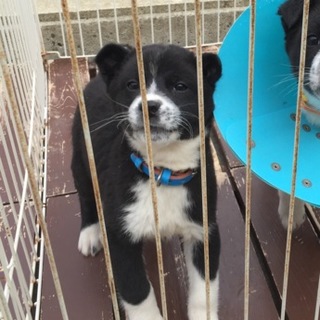 オレオくん 長野でかわいがっていただいています