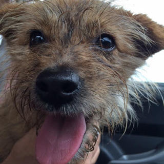 ※ありがとうございました！【緊急】本日保護！