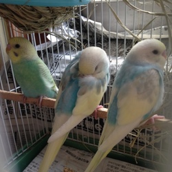 久々のインコの話(^^)