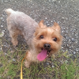 ヨークシャテリアの里親募集