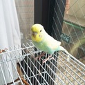 里親さんが見つかりました！