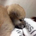 秋田犬の仔犬の里親さん募集しています。