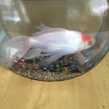 金魚の里親募集です