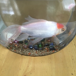 金魚の里親募集です