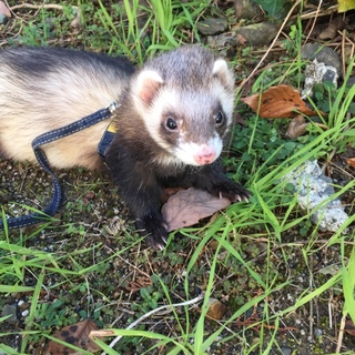 ２歳半の男の子のフェレットです！