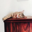 パステル・サビ女の子　先住猫、犬がいるお宅もOK