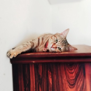 パステル・サビ女の子　先住猫、犬がいるお宅もOK