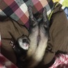 ２歳半の男の子のフェレットです！ サムネイル2
