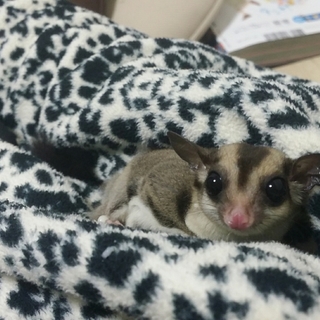 モモンガ里親募集